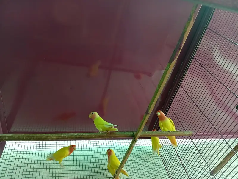 hens and parrot cage for sale — photo 11