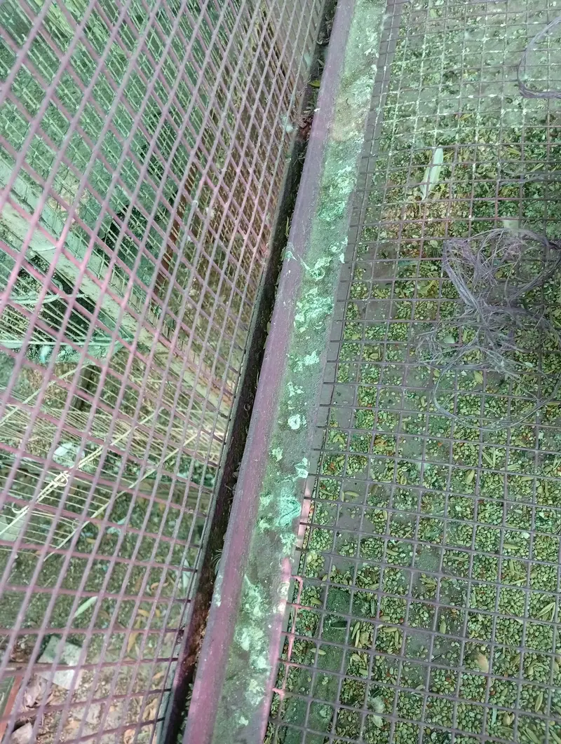 hens and parrot cage for sale — photo 12