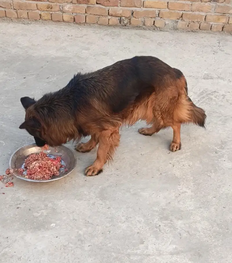 On heat Long Coat German Shepherd Female Dog | GSD — photo 2