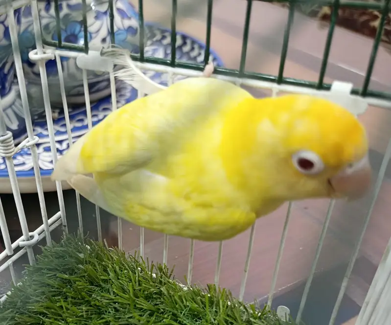 HOME BRED LOVE BIRDS — photo 2