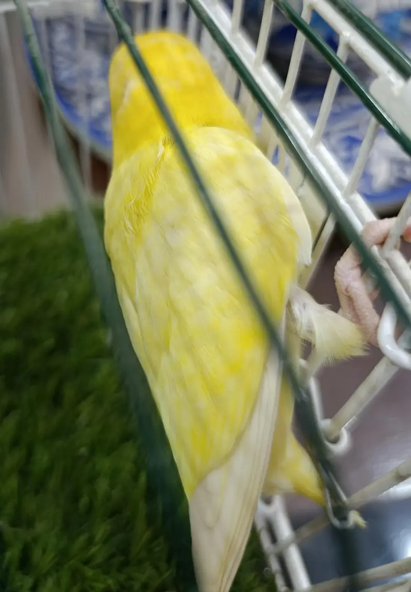 HOME BRED LOVE BIRDS — photo 3