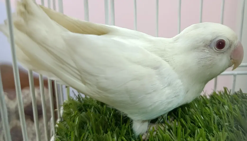 HOME BRED LOVE BIRDS — photo 4