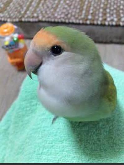 love birds mutation male