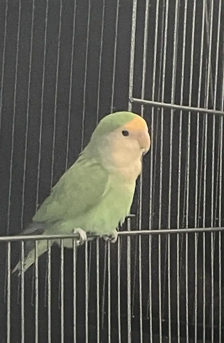 love birds mutation male — photo 2