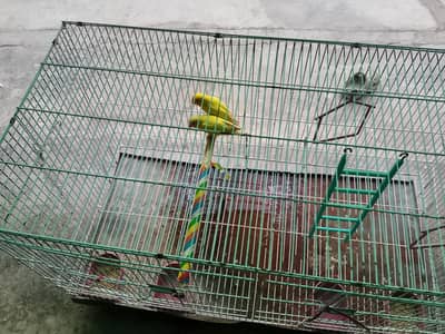 I m selling lovebird