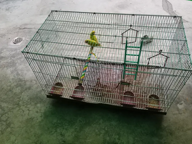 I m selling lovebird with pinjra — photo 2