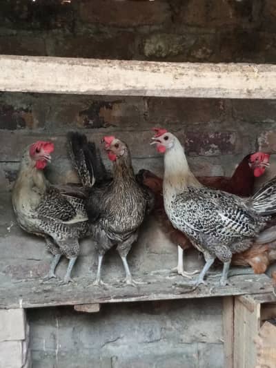 egg laying golden misri hens