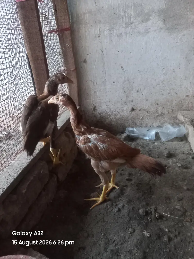 aseel pathy — photo 3