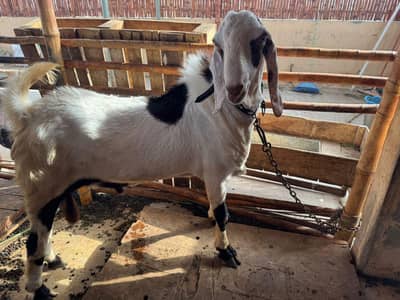 munda breeder bakra for sale.