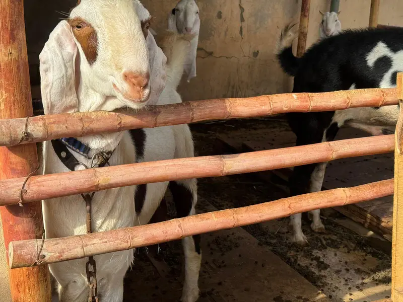 munda breeder bakra for sale. — photo 2