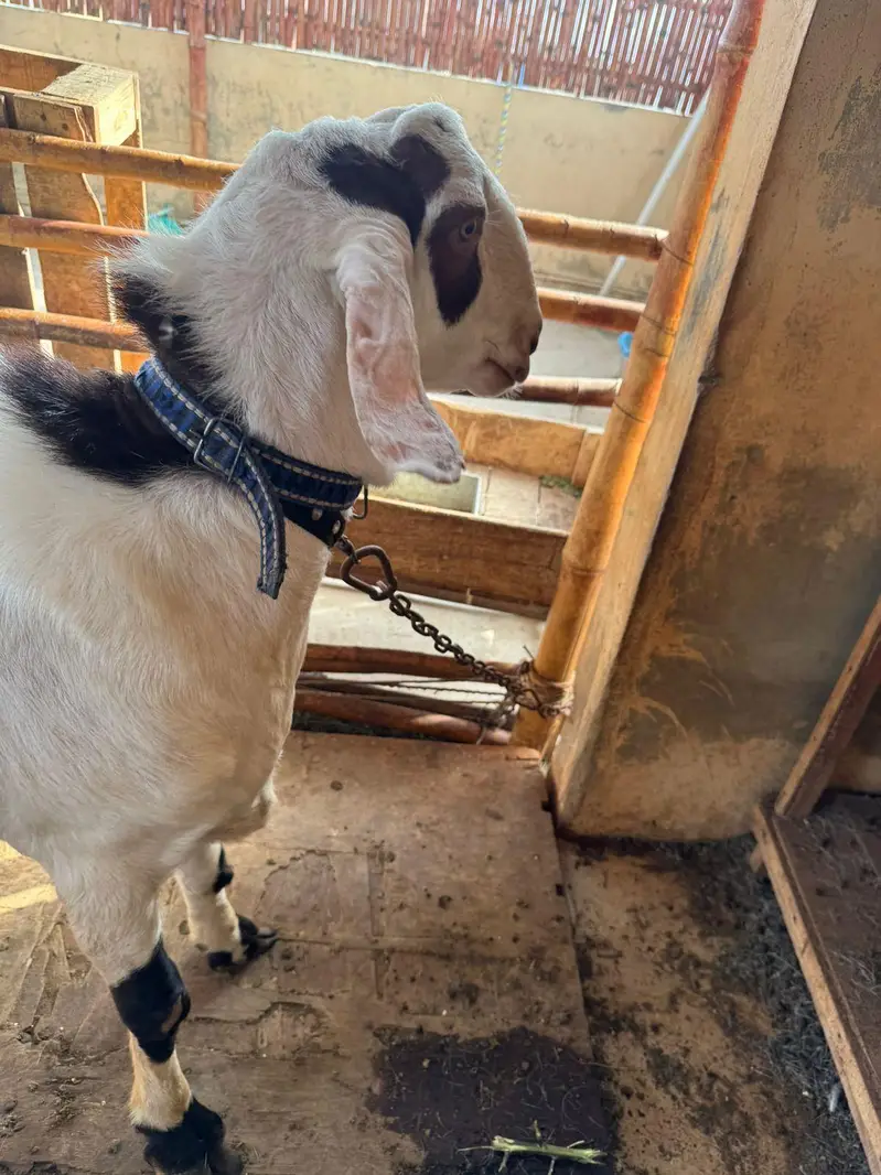 munda breeder bakra for sale. — photo 3