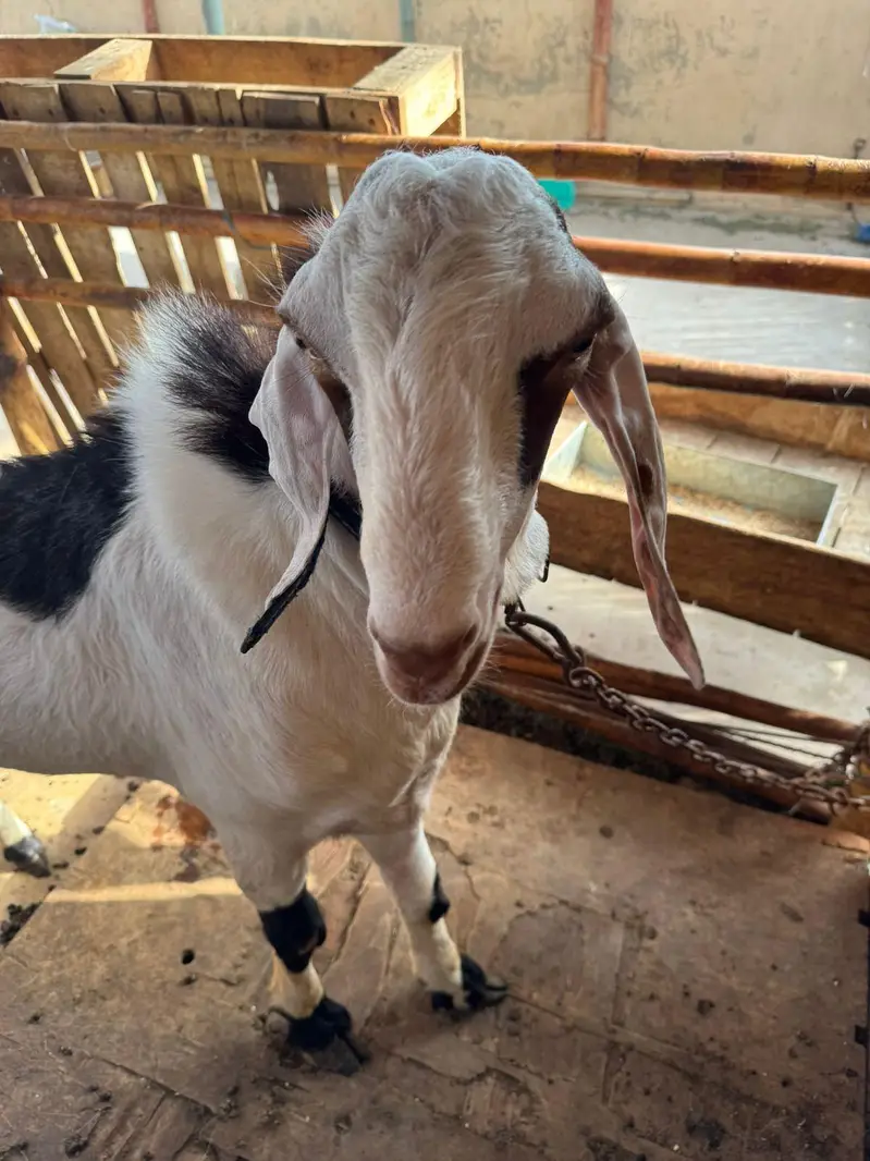 munda breeder bakra for sale. — photo 4