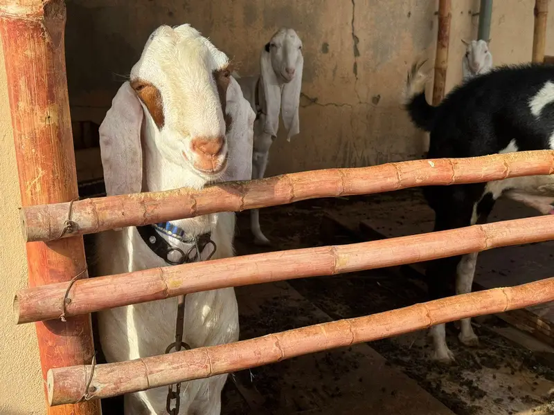 munda breeder bakra for sale. — photo 5