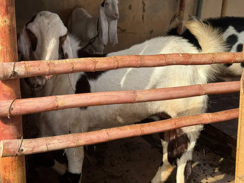 munda breeder bakra for sale. — photo 6