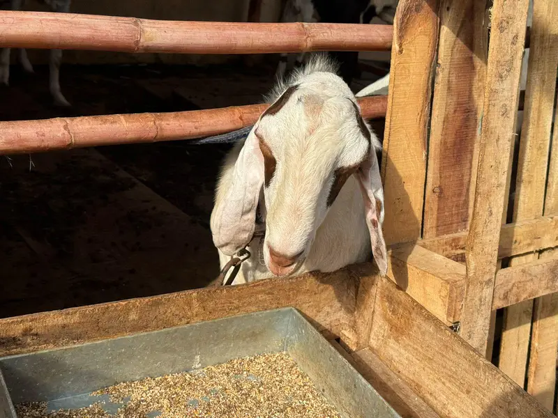 munda breeder bakra for sale. — photo 7