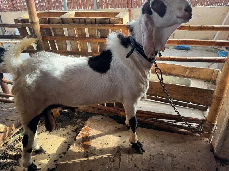 munda breeder bakra for sale. — photo 8