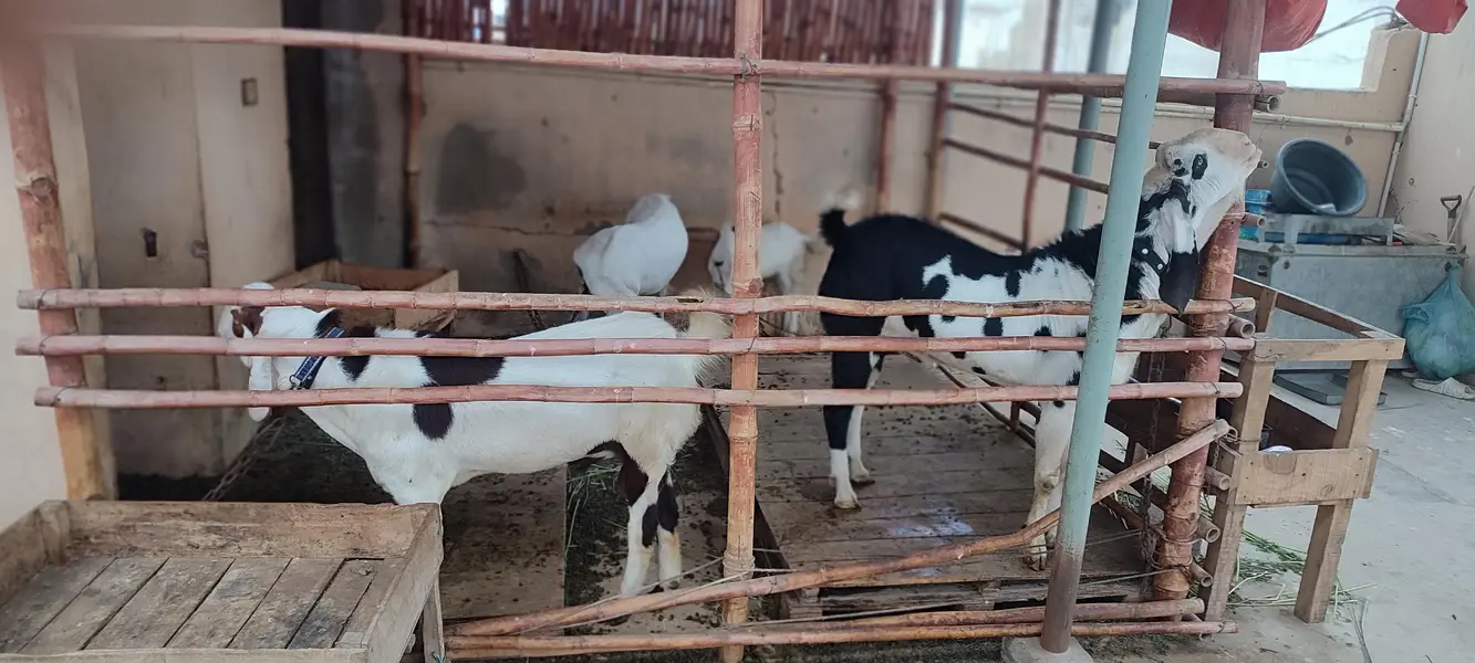 munda breeder bakra for sale. — photo 9