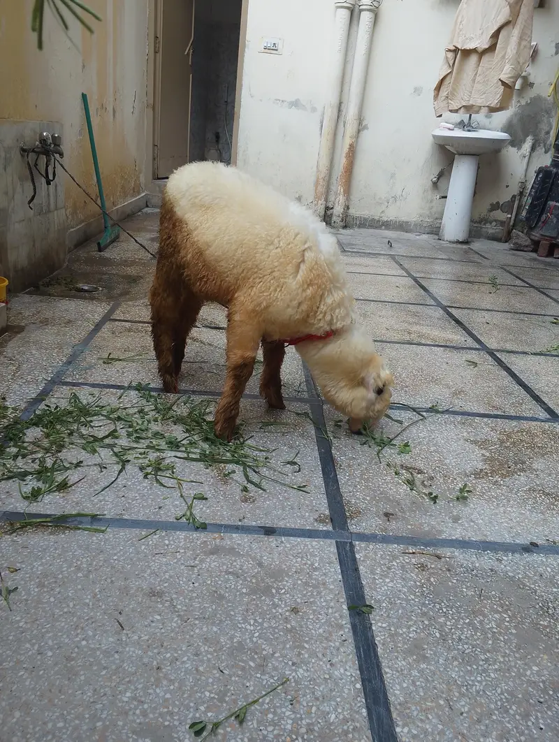 Mundra h 3 sa 4 month ka h — photo 2