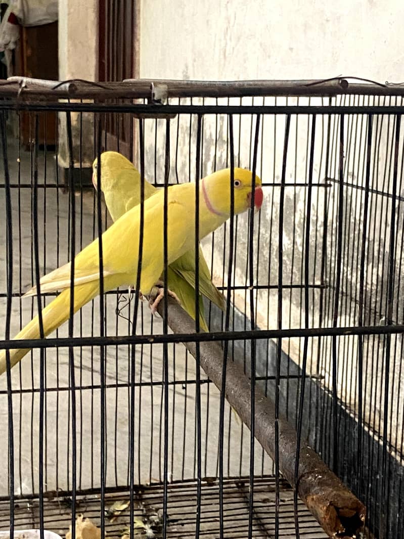 yellow ringnack pair 0