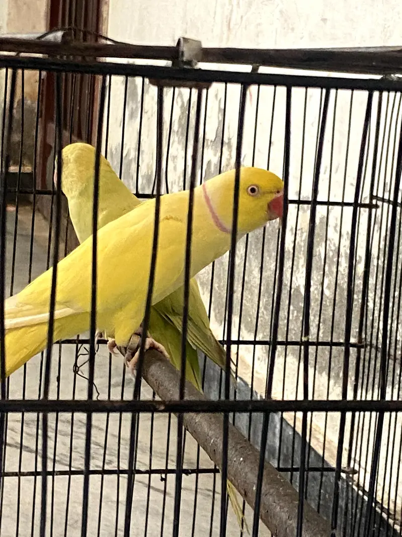 yellow ringnack pair — photo 2