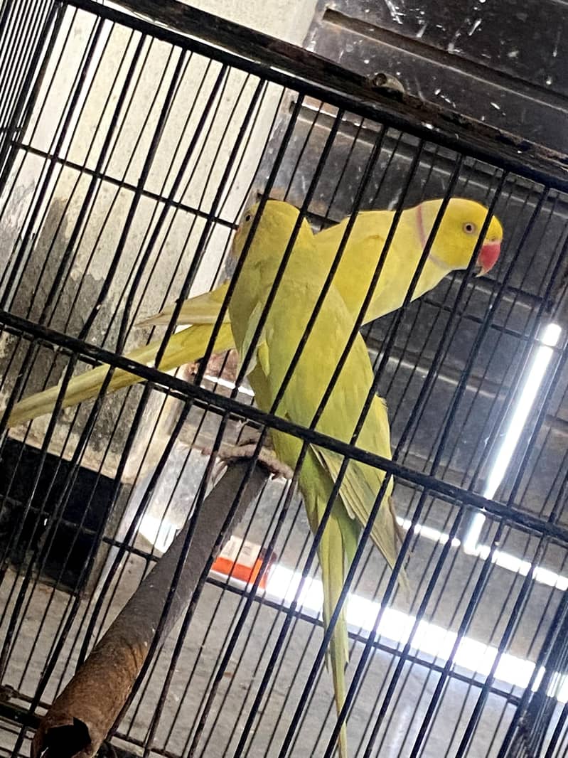 yellow ringnack pair 2