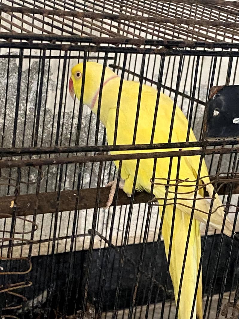 yellow ringnack pair 3