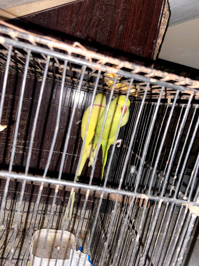yellow ringnack pair 4
