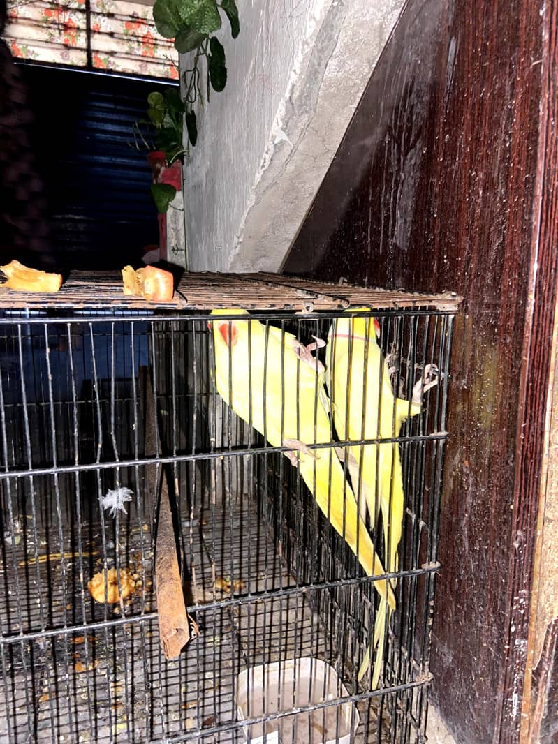 yellow ringnack pair 5