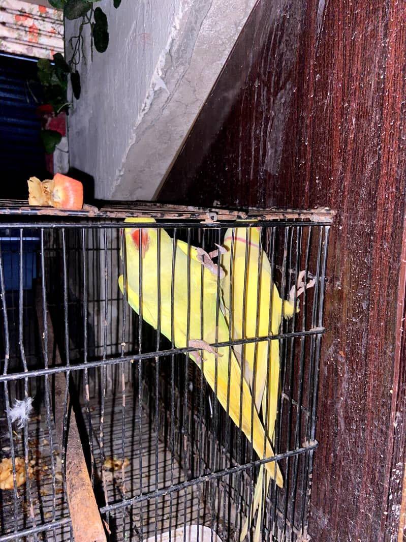 yellow ringnack pair 6