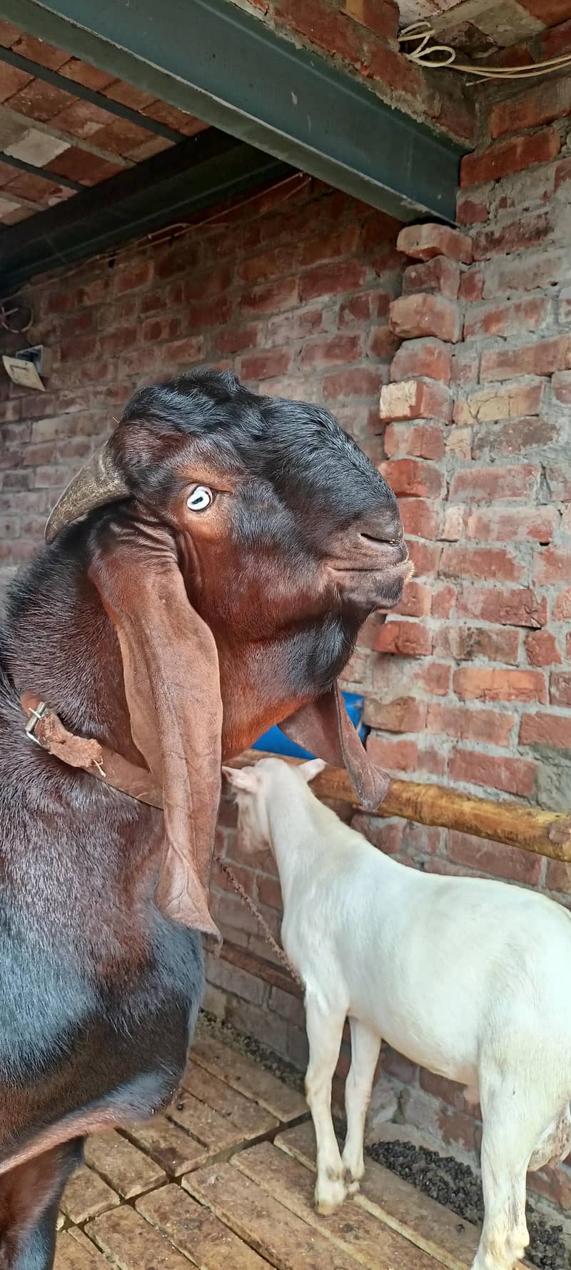 ناگرا بیتل بریڈر بکرا 2