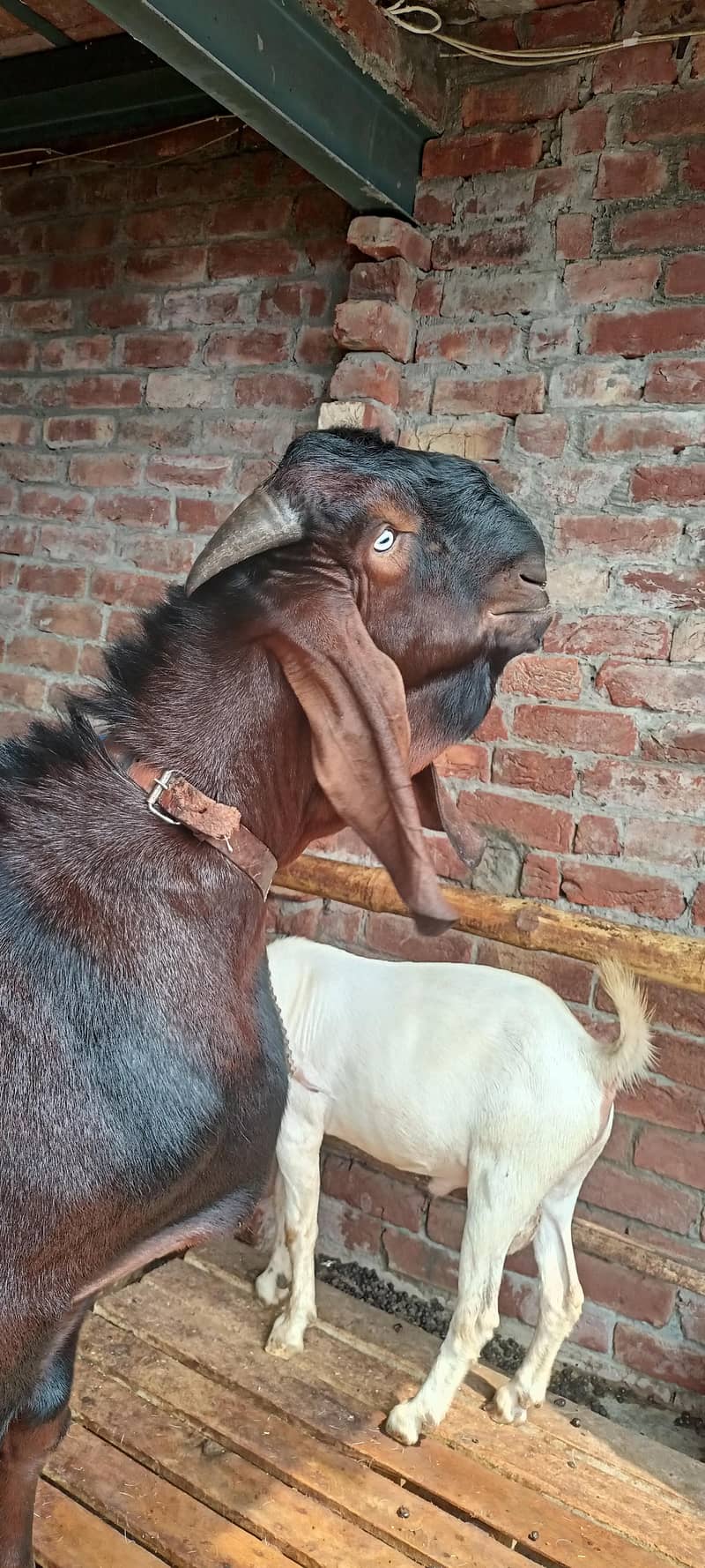 ناگرا بیتل بریڈر بکرا 3