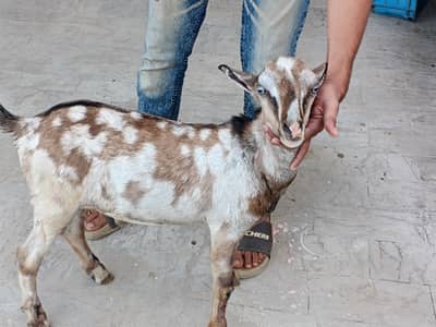 ajrakh commando mein Male baccha