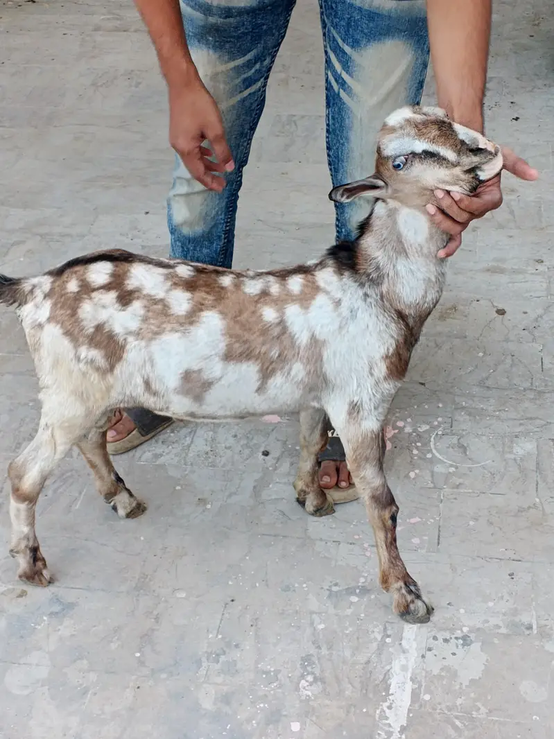 ajrakh commando mein Male baccha — photo 2