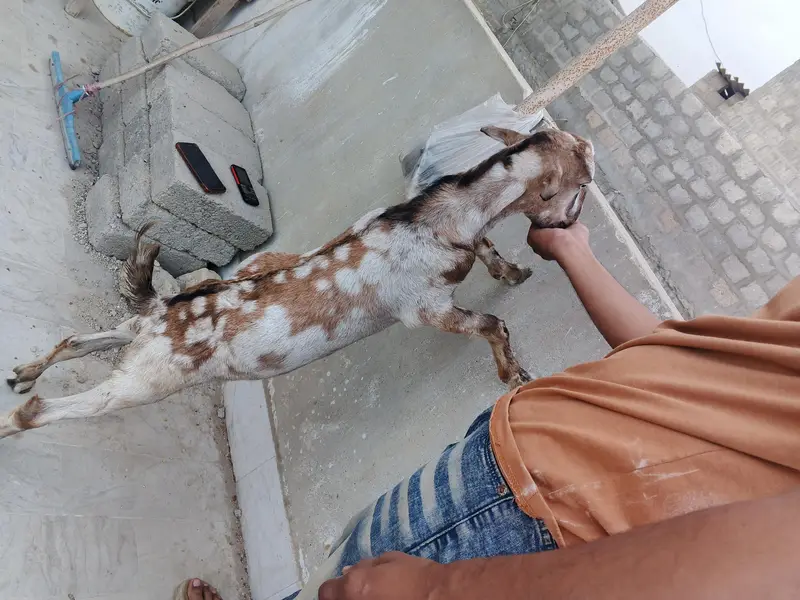 ajrakh commando mein Male baccha — photo 3