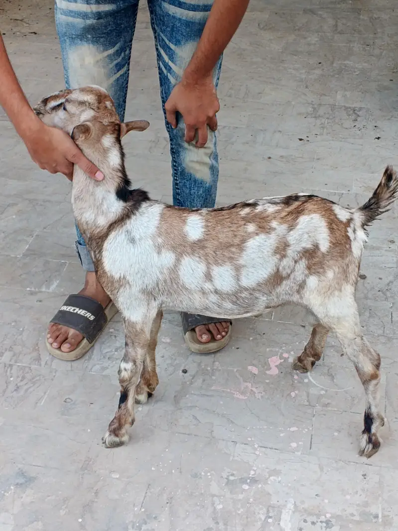 ajrakh commando mein Male baccha — photo 4