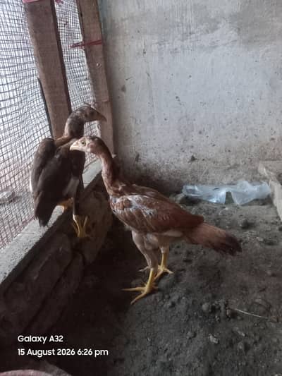 aseel pair