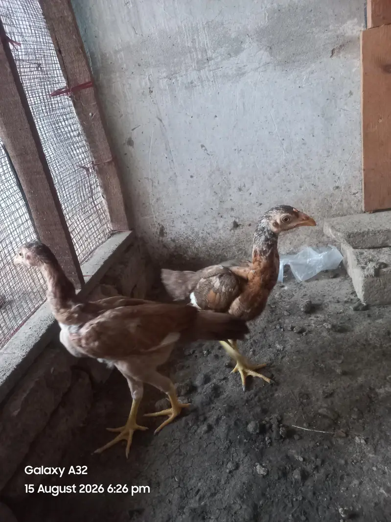 aseel pair — photo 4