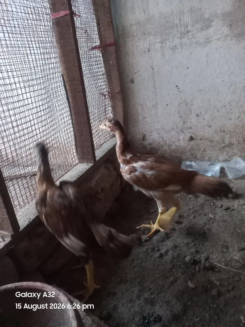 aseel pair — photo 6