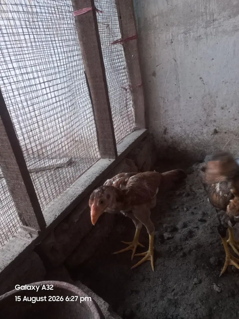 aseel pair — photo 8