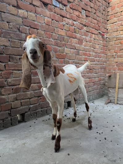 desi Bakra for sale