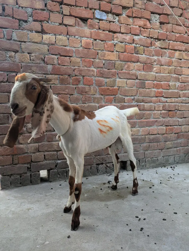 desi Bakra for sale — photo 2