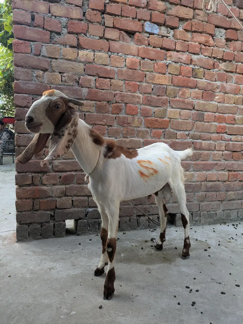 desi Bakra for sale — photo 3