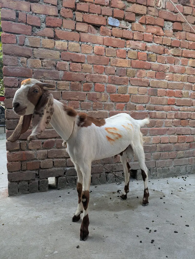 desi Bakra for sale — photo 4