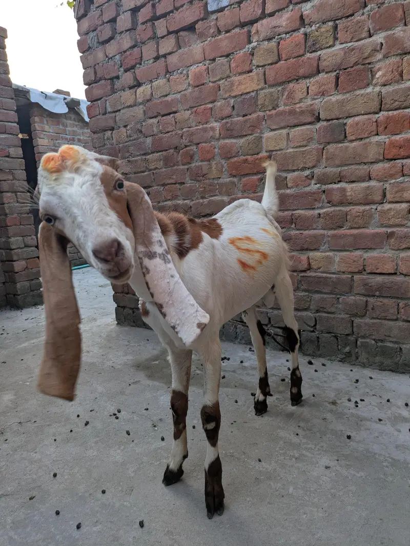 desi Bakra for sale — photo 5