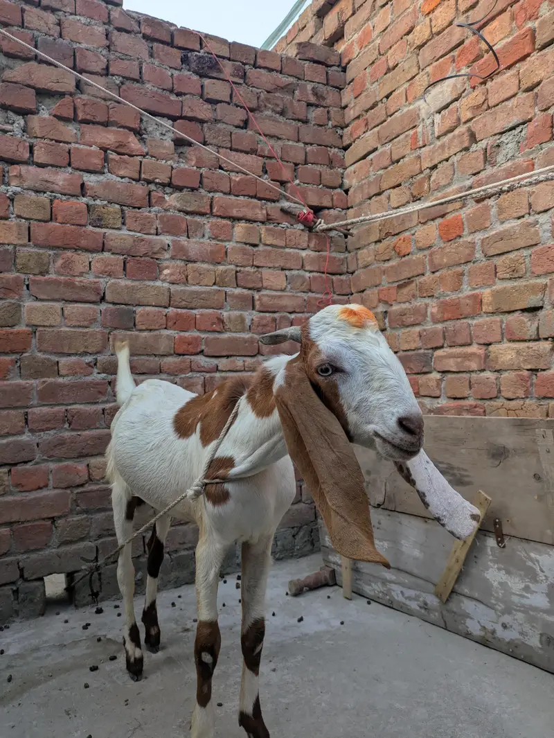 desi Bakra for sale — photo 6