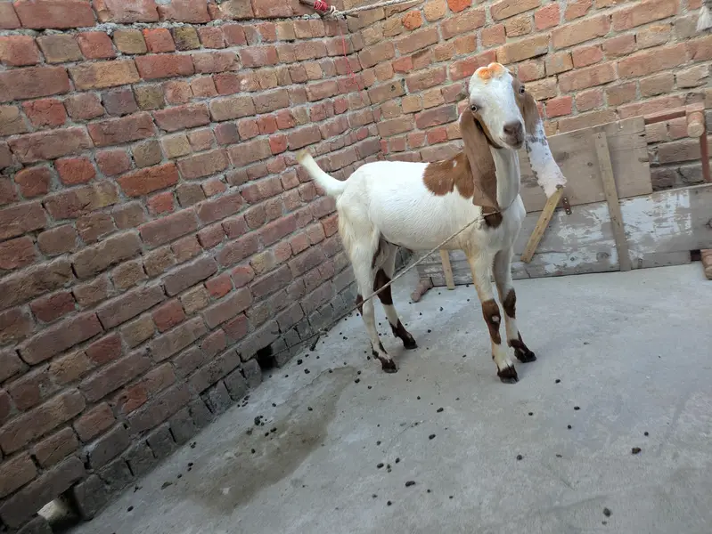 desi Bakra for sale — photo 7