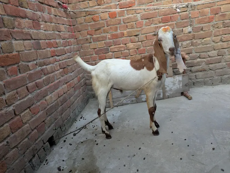 desi Bakra for sale — photo 8