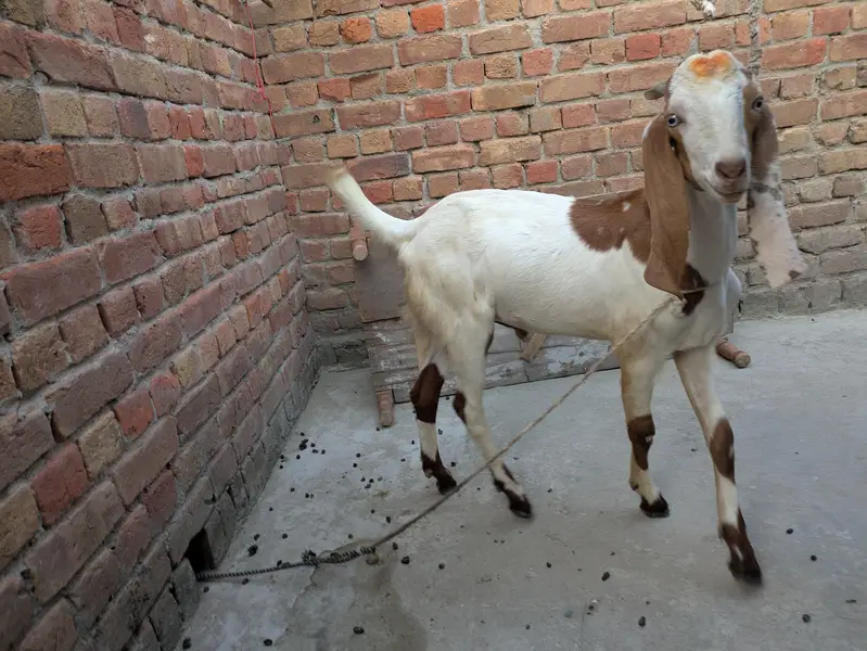desi Bakra for sale — photo 9