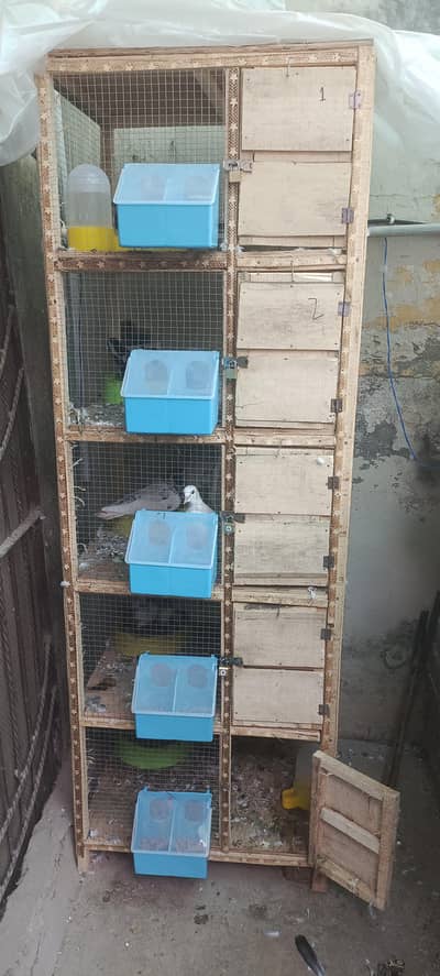 pigeon's cage