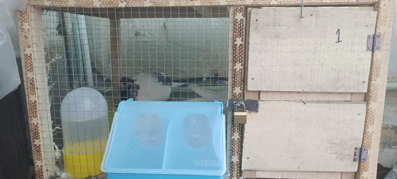 pigeon's cage — photo 2